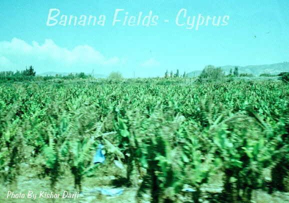 bananafields.jpg